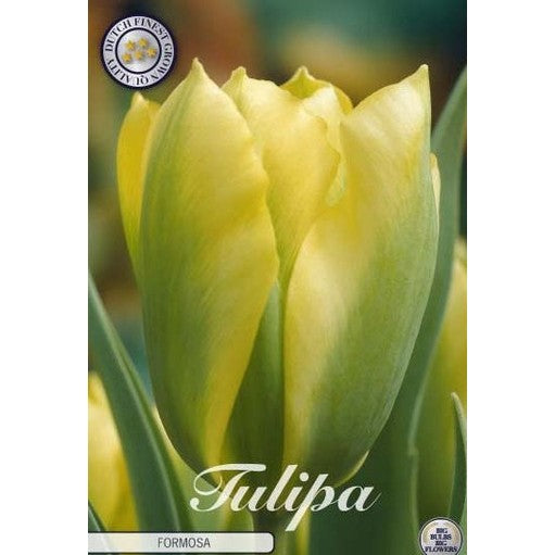 Tulipan 'Formosa' 7-pakning
